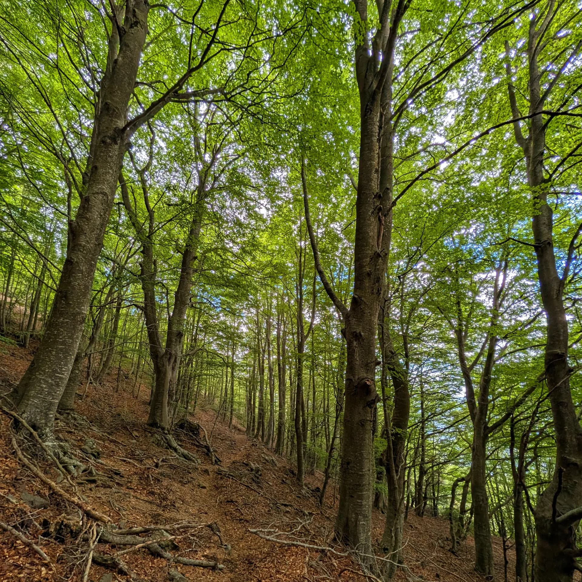 Fagedes ja ben verdes amb la llum del sol filtrant-se entre les fulles, capturades durant la ruta circular al Matagalls, Turó de l'Home i Agudes. Fageda amb fulles verdes brillants, llum solar, terra amb fullaraca i arrels en un bosc inclinat.
