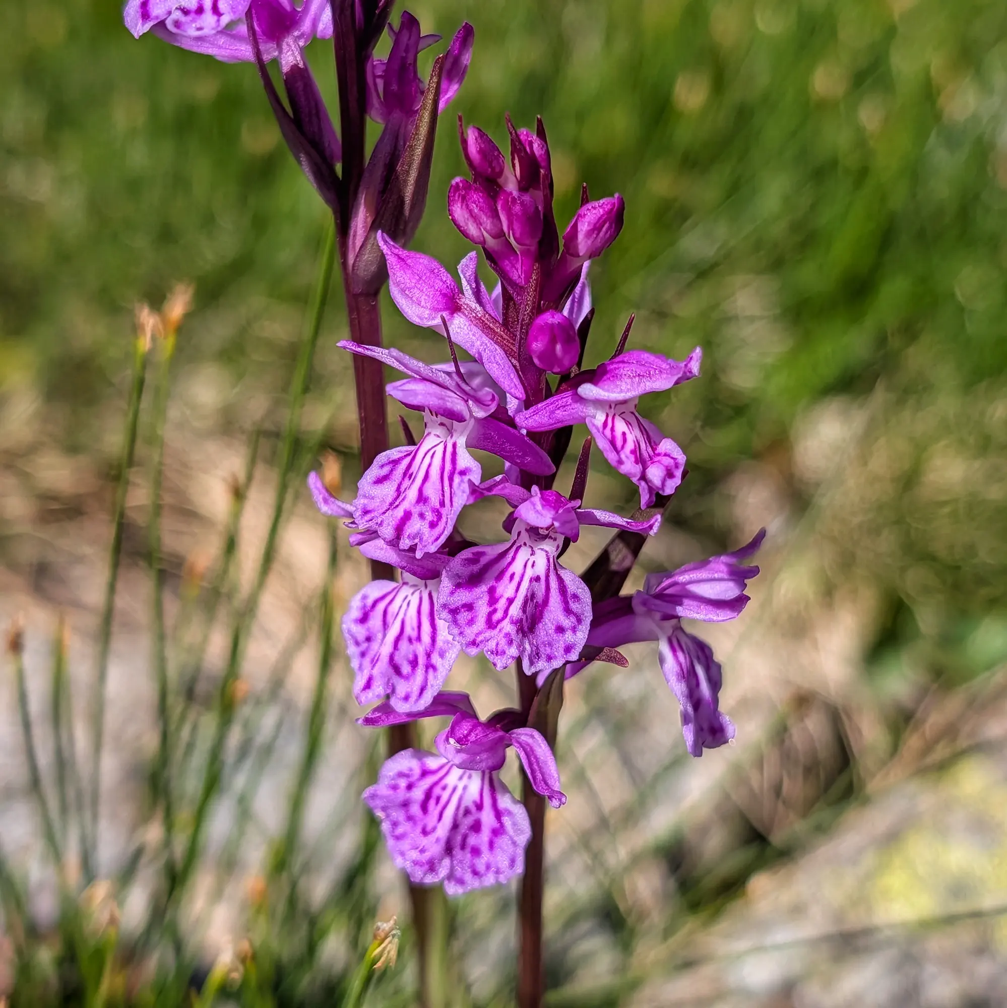 Una vibrant orquídia Dactylorhiza maculata mostrant els seus distintius pètals lila i blancs tacats. Aquesta bella espècie va ser trobada a la ruta de Carros de Foc. Primer pla d'una orquídia Dactylorhiza maculata amb pètals lila i blancs amb patrons, sobre fons verd difuminat.