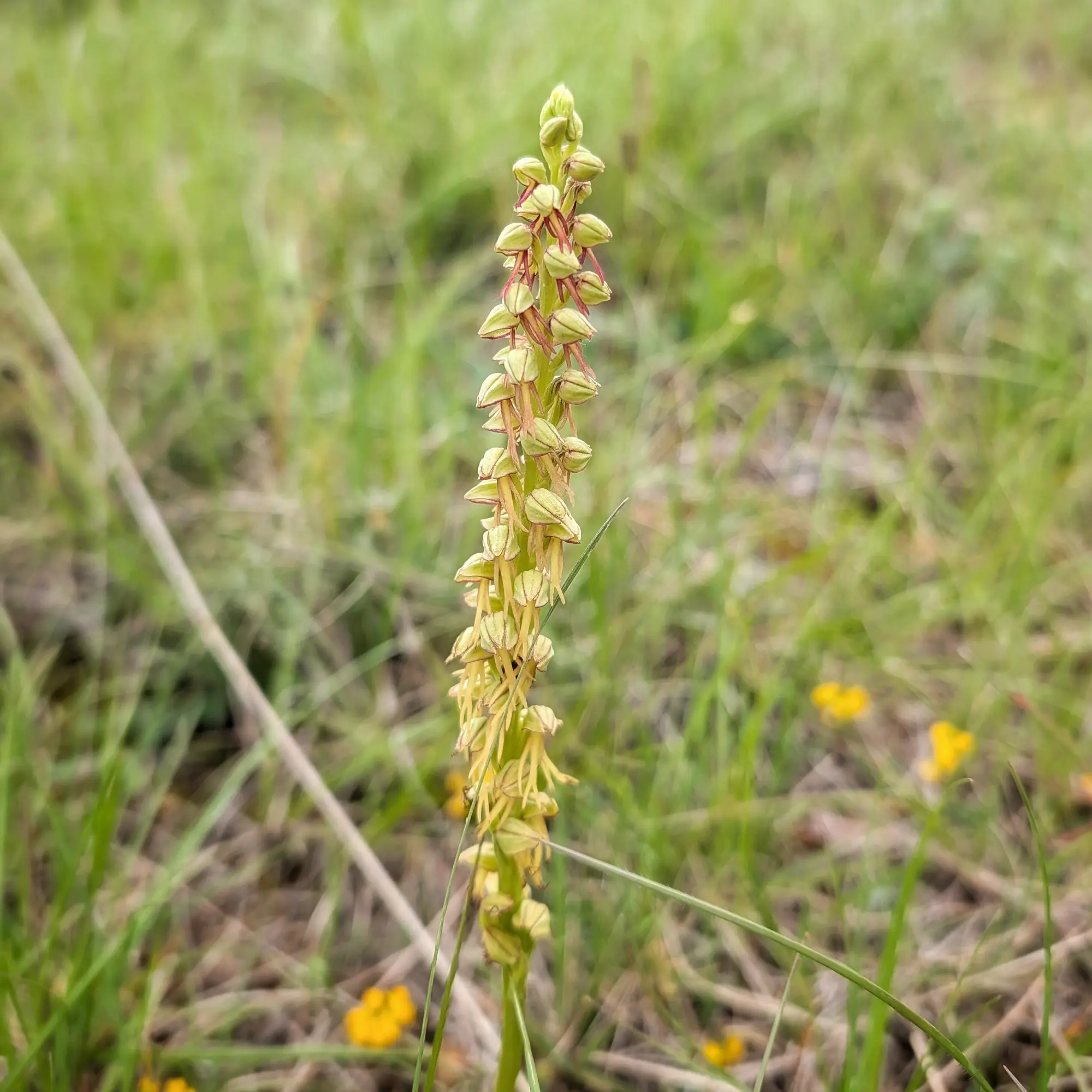 An Orchis anthropophora, commonly known as the Naked Man Orchid, captured in Aude, France. This distinctive orchid features greenish-yellow flowers with reddish-brown markings, resembling small figures. Close-up of a yellowish-green Orchis anthropophora orchid with reddish details, against a blurred green field.