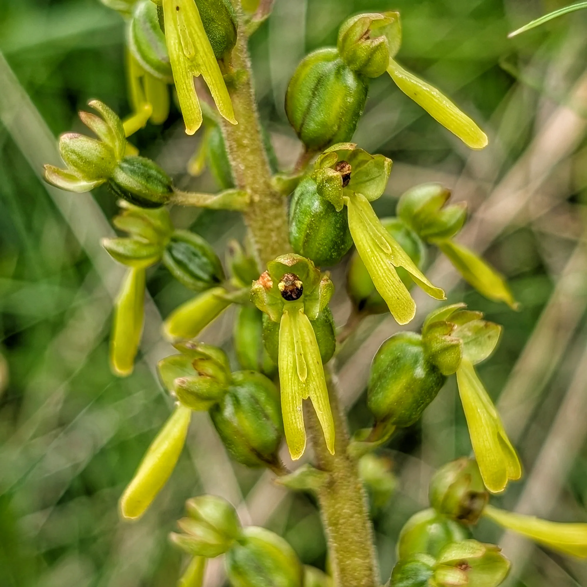 Neottia ovata (Ovate Twayblade): Detail of flowering Detail of the Neottia ovata inflorescence, with its yellowish-green petals and sepals.