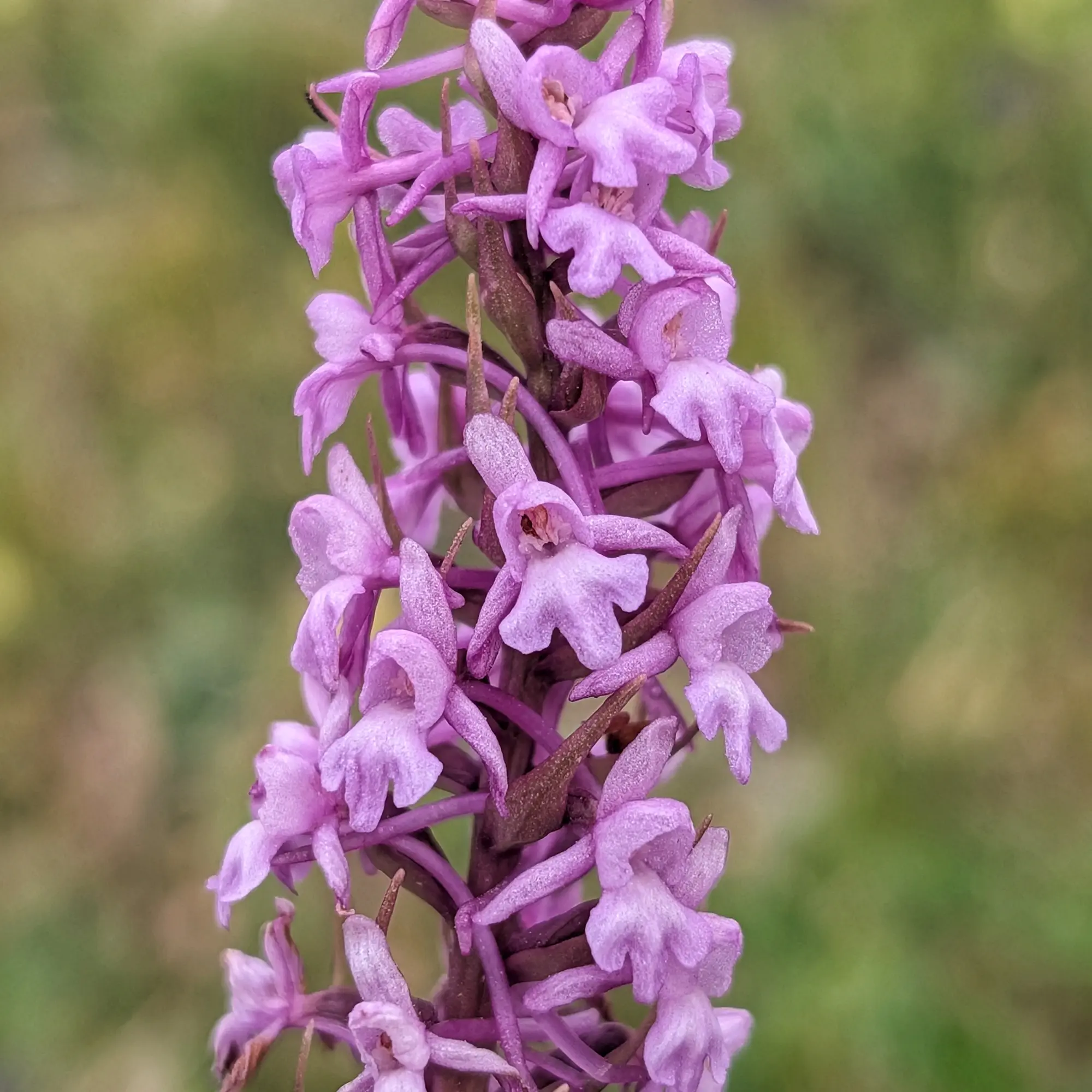 A delicate Fragrant Orchid (Gymnadenia conopsea) flourishes by the pristine waters of the high-altitude Ibones de Barbarisa. A captivating scene from nature's untouched beauty. Fragrant Orchid (Gymnadenia conopsea) near Ibones de Barbarisa.