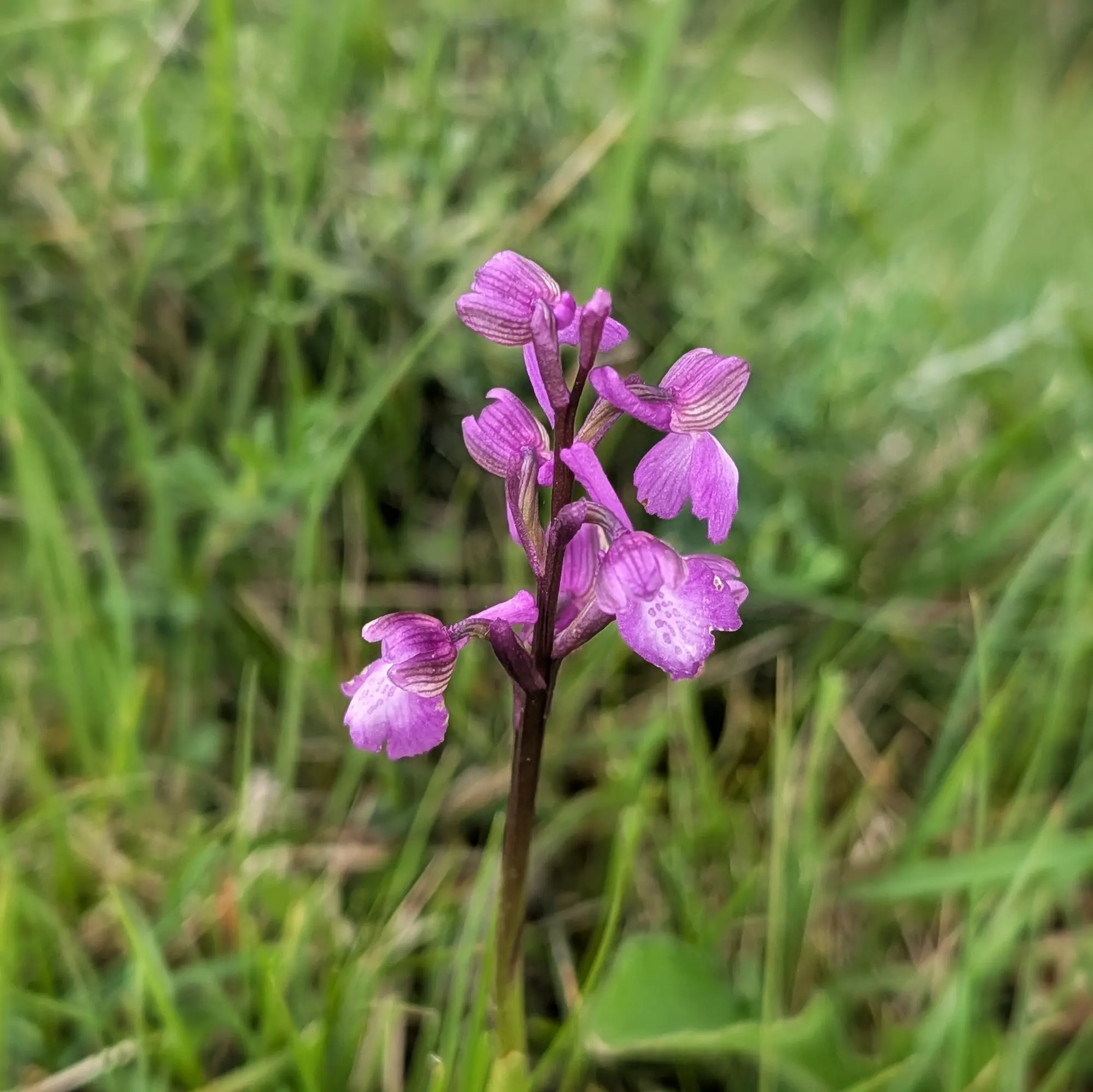 Orquídia Anacamptis morio amb flors de color porpra vibrant i llavis tacats, fotografiada a Aude, França. Detall d'una orquídia Anacamptis morio porpra amb pètals ratllats i tacats, sobre herba verda borrosa.