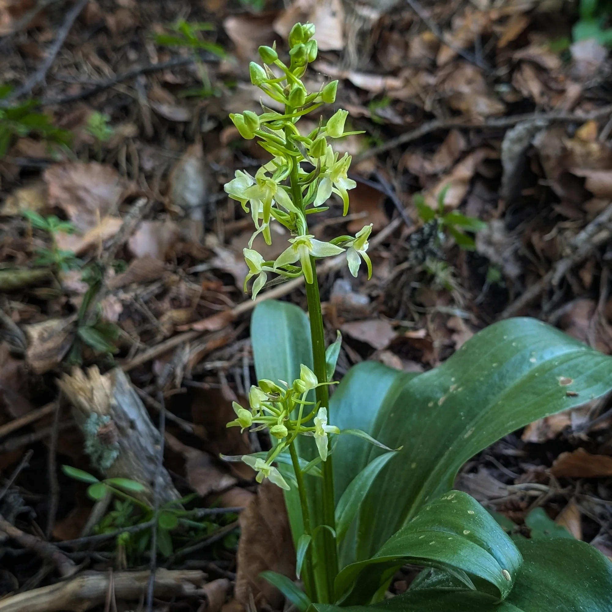 Exemplar jove de Platanthera chlorantha amb fulles basals Un sol exemplar amb les seves fulles amples i basals, típiques del gènere, i les flors apilades.