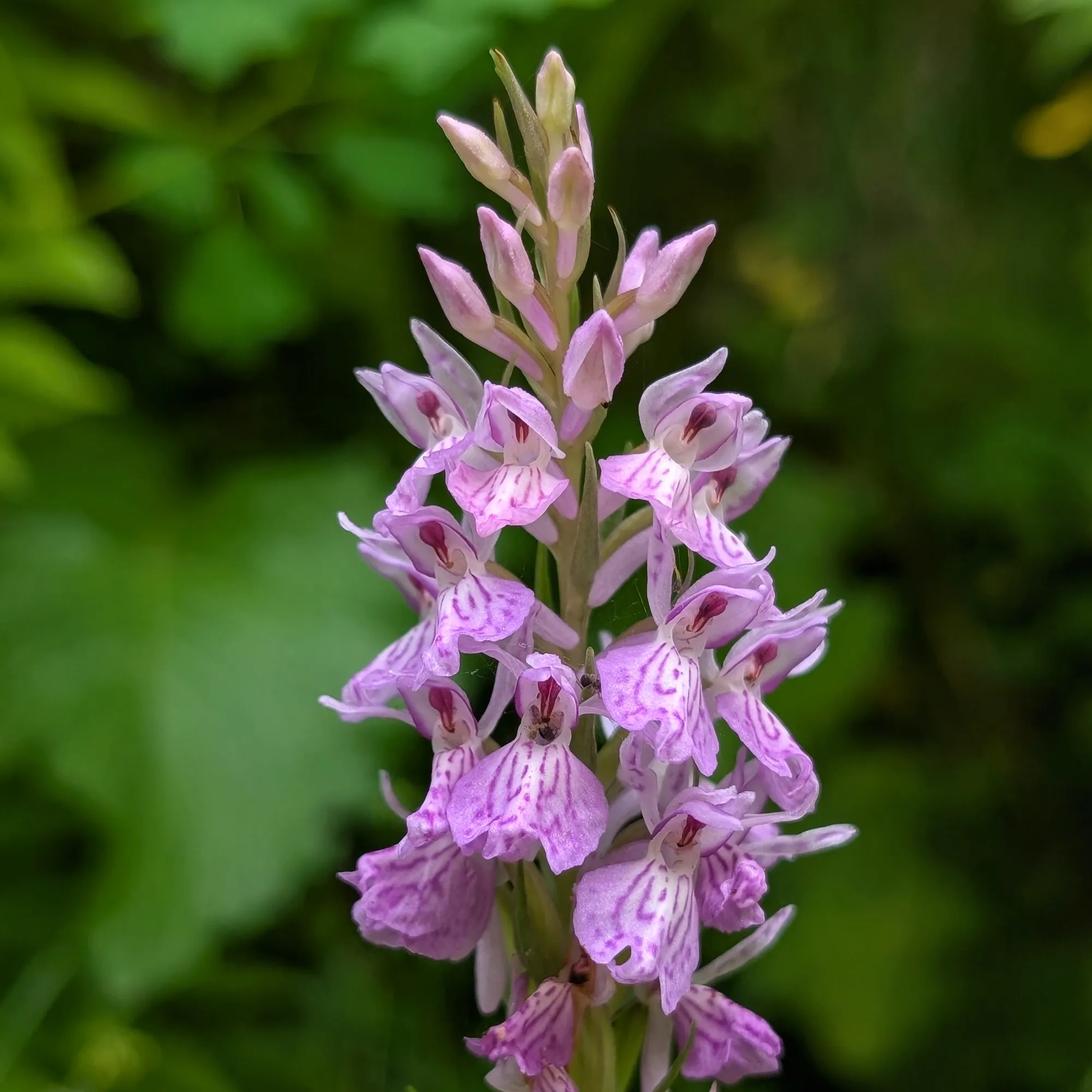Dactylorhiza maculata Dactylorhiza maculata