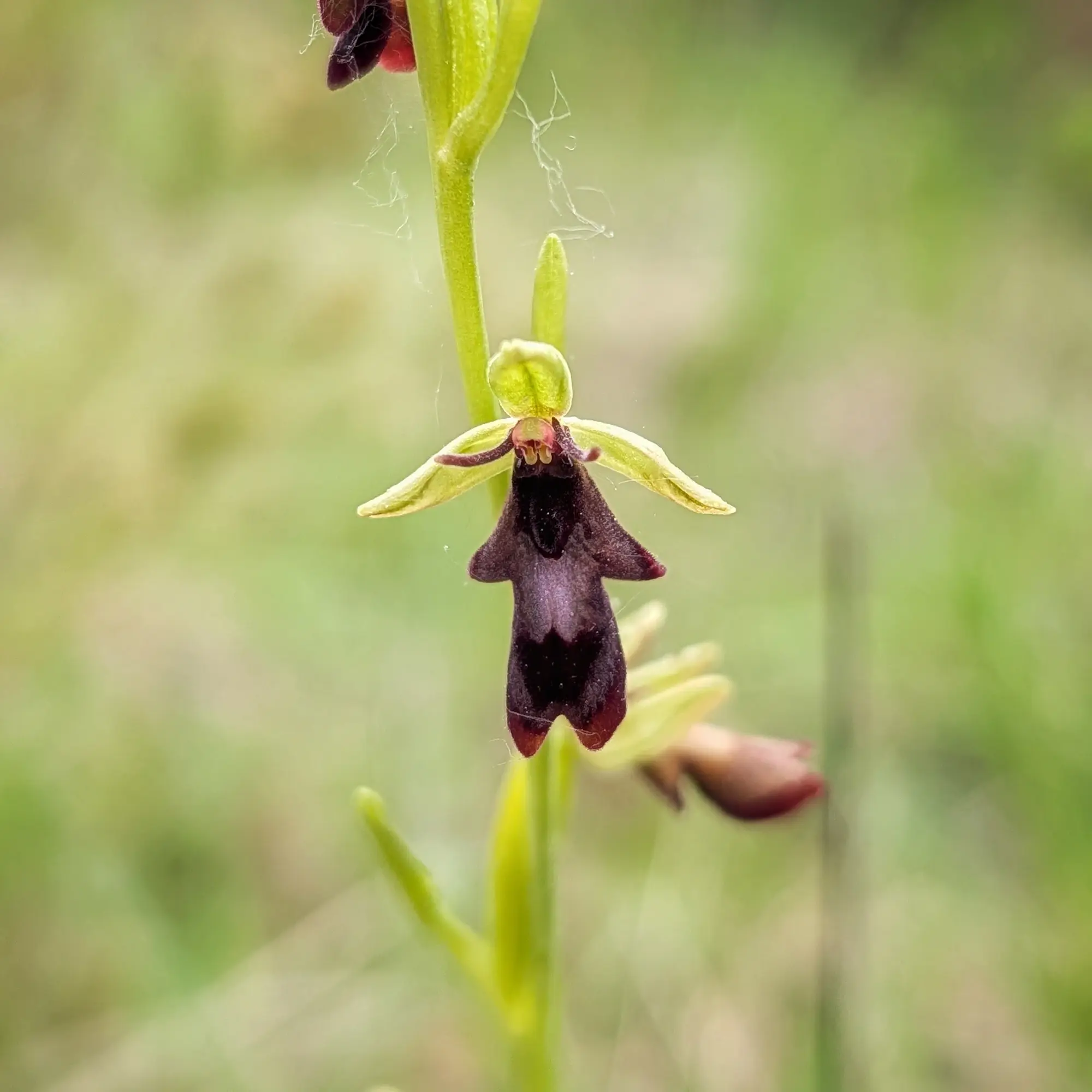 Orquídea insectífera (Ophrys insectifera) amb els seus pètals i llavi característics. Aude, França. Orquídea insectífera de color marró fosc i verd clar, amb fons verd borros.