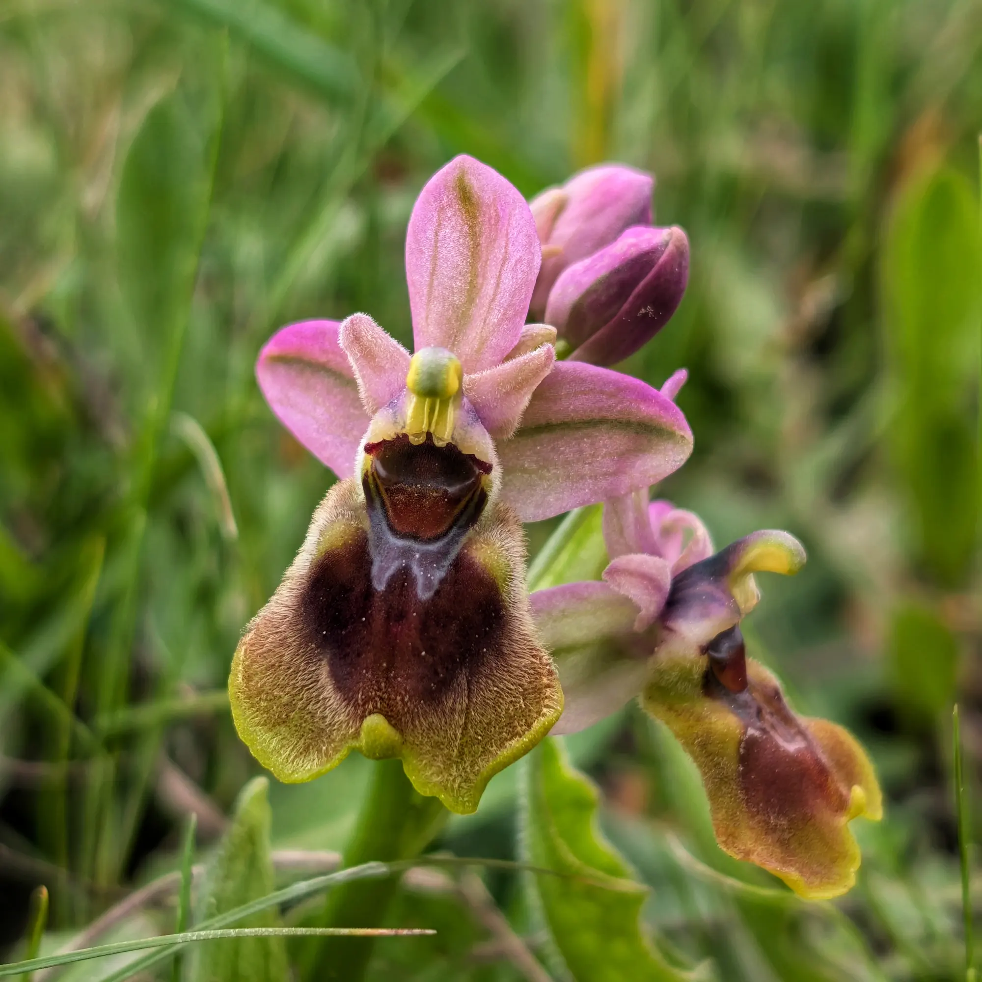 Un primer plano detallado de la orquídea avispa (Ophrys tenthredinifera), mostrando sus distintivos sépalos y pétalos rosados y un prominente label aterciopelado en tonos marrones y amarillentos. Fotografía tomada en el Alt Empordà. Primer plano de una orquídea avispa (Ophrys tenthredinifera) con pétalos rosados y label velloso marrón y amarillo, entre hierba.