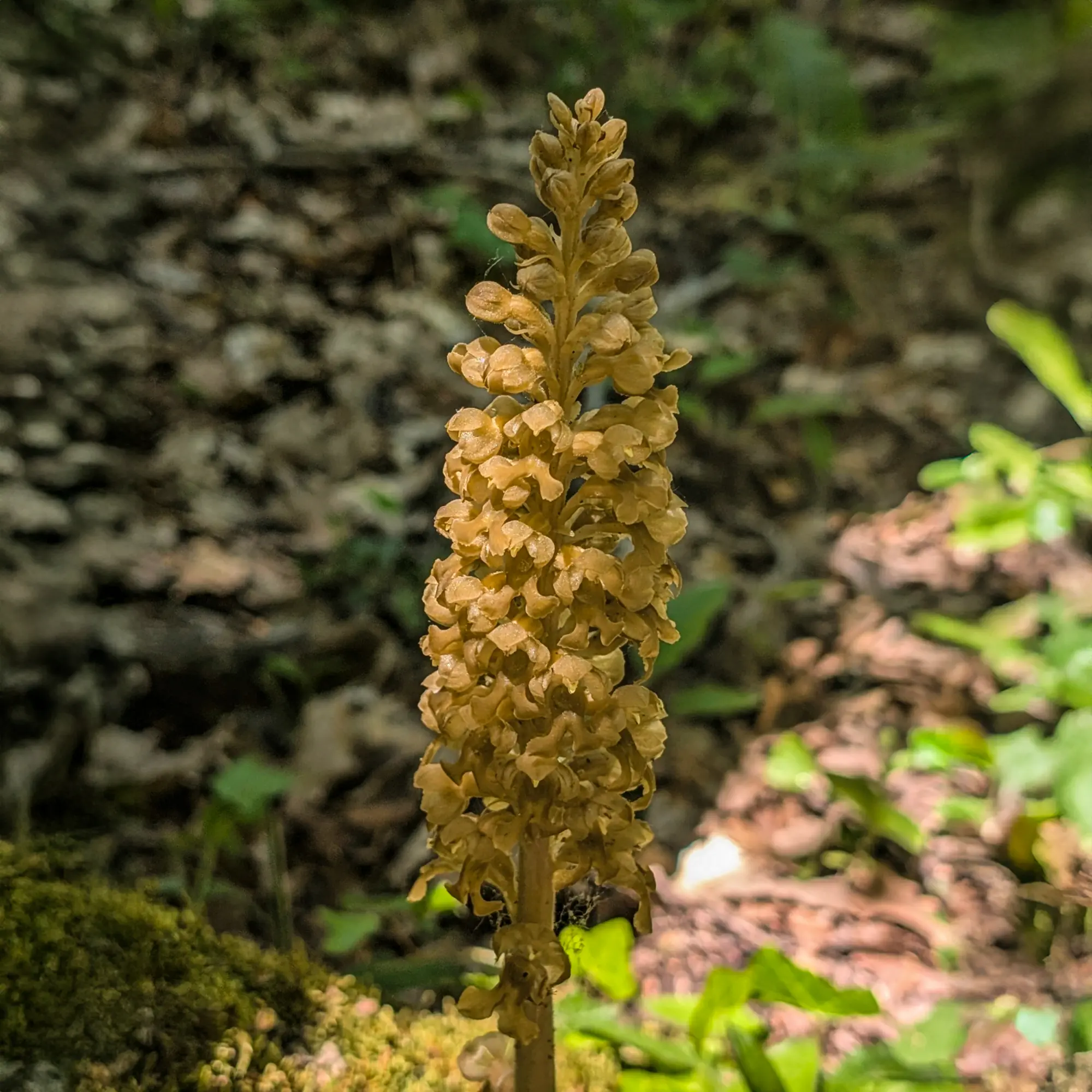Un ejemplar de Neottia nidus-avis, conocida como orquídea nido de pájaro, creciendo en el sotobosque sombrío de un hayedo cerca del Santuario del Far. Orquídea nido de pájaro (Neottia nidus-avis) en el sotobosque de un hayedo.