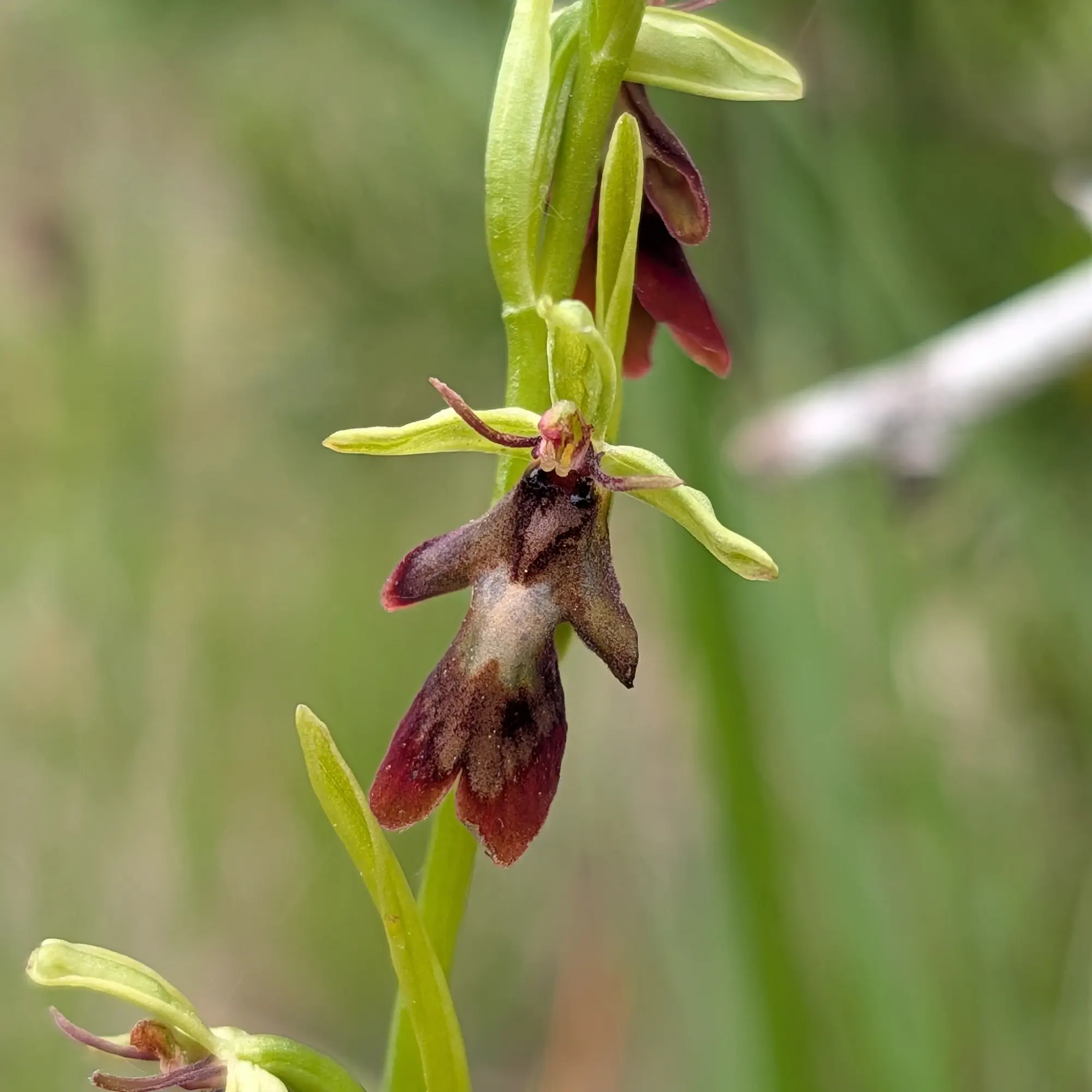 Primer pla detallat d'una orquídia mosquera (Ophrys insectifera), fotografiada a Aude, França. Aquesta espècie és coneguda per la seva mimetització amb insectes. Primer pla d'orquídia Ophrys insectifera, amb pètals marró fosc i verdós, sobre fons verd difús.