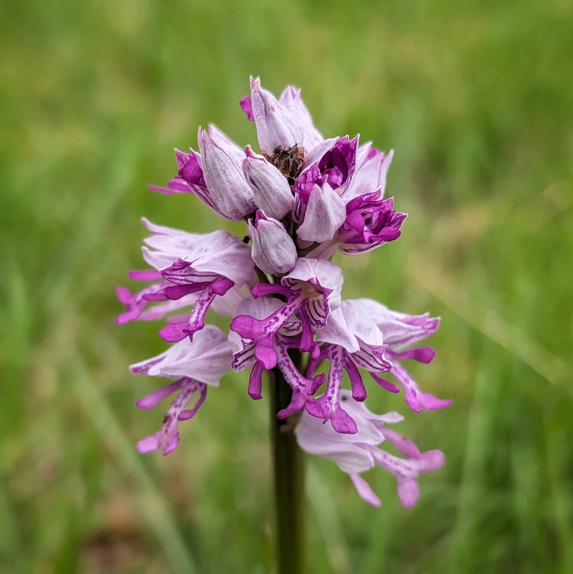 A Military Orchid (Orchis militaris) in full bloom, showcasing its distinctive white and magenta flowers, with a small insect visible near the top. Photographed in Aude, France. Close-up of an Orchis militaris flower spike showing white and magenta petals against a blurred green background.