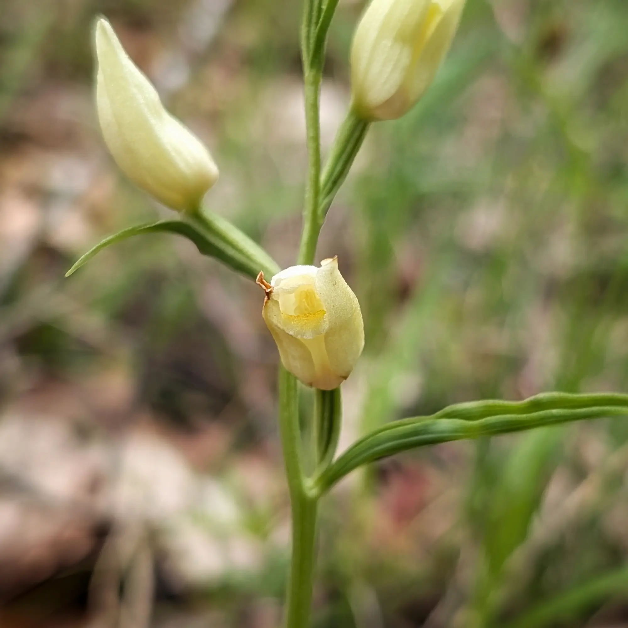 Cephalanthera damasonium flowers photographed in Aude, France. The image features multiple pale yellow buds on a green stem, with one bud slightly open revealing internal structures, against a soft, blurred natural background. Close-up of Cephalanthera damasonium flowers, showing pale yellow buds on a green stem.