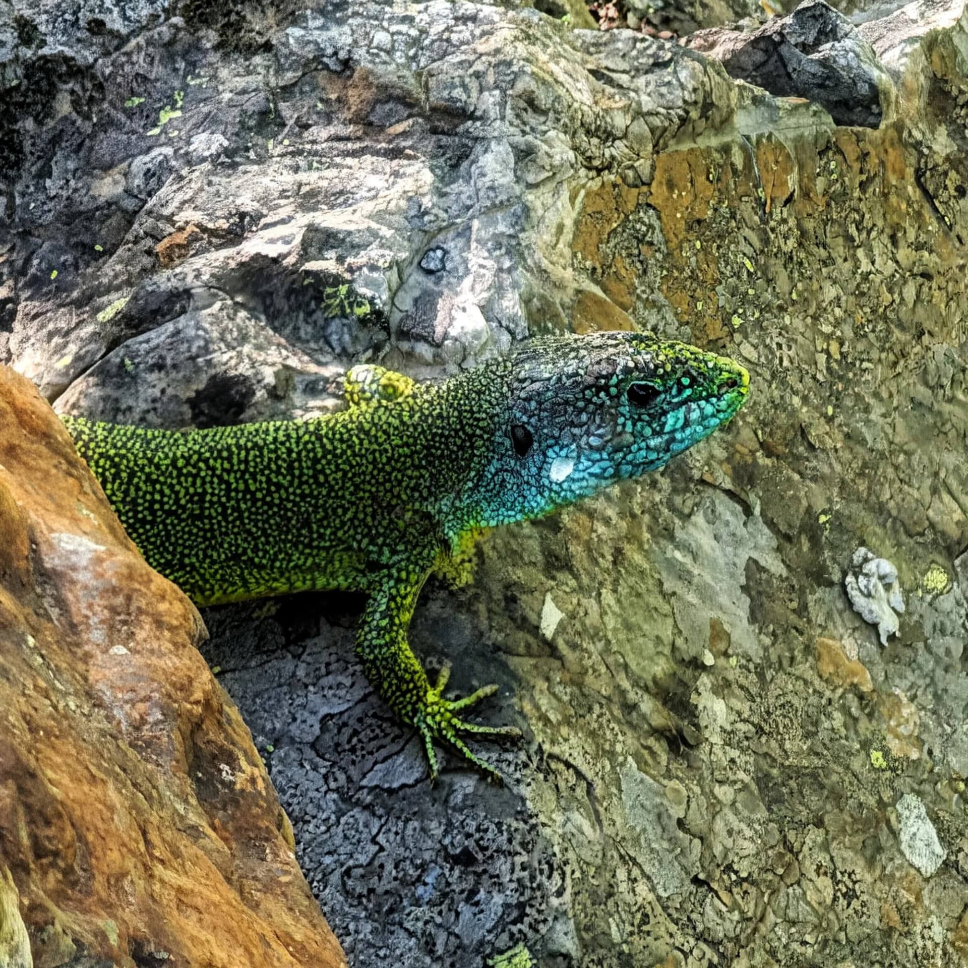 Lagarto Verde (Lacerta viridis) al Saut deth Pish Primer pla d'un Lagarto Verde, amb el cap blau intens i el cos verd brillant, en una roca escalfada pel sol.