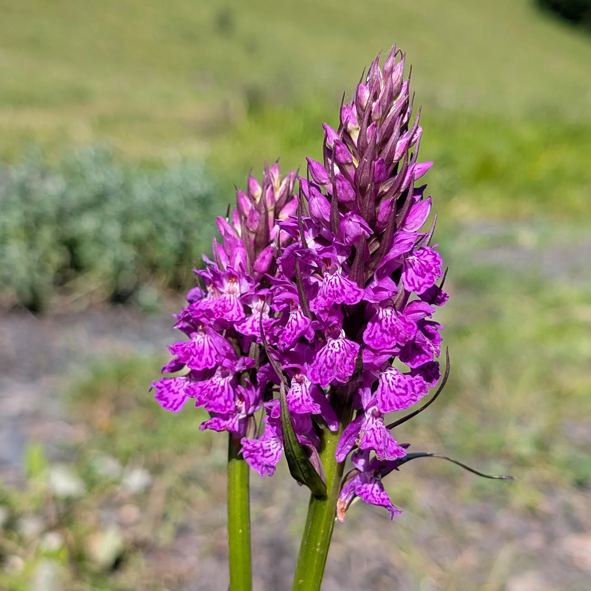 Two Dactylorhiza maculata in a damp meadow Two robust specimens of Dactylorhiza maculata, showing the intense fuchsia colour.