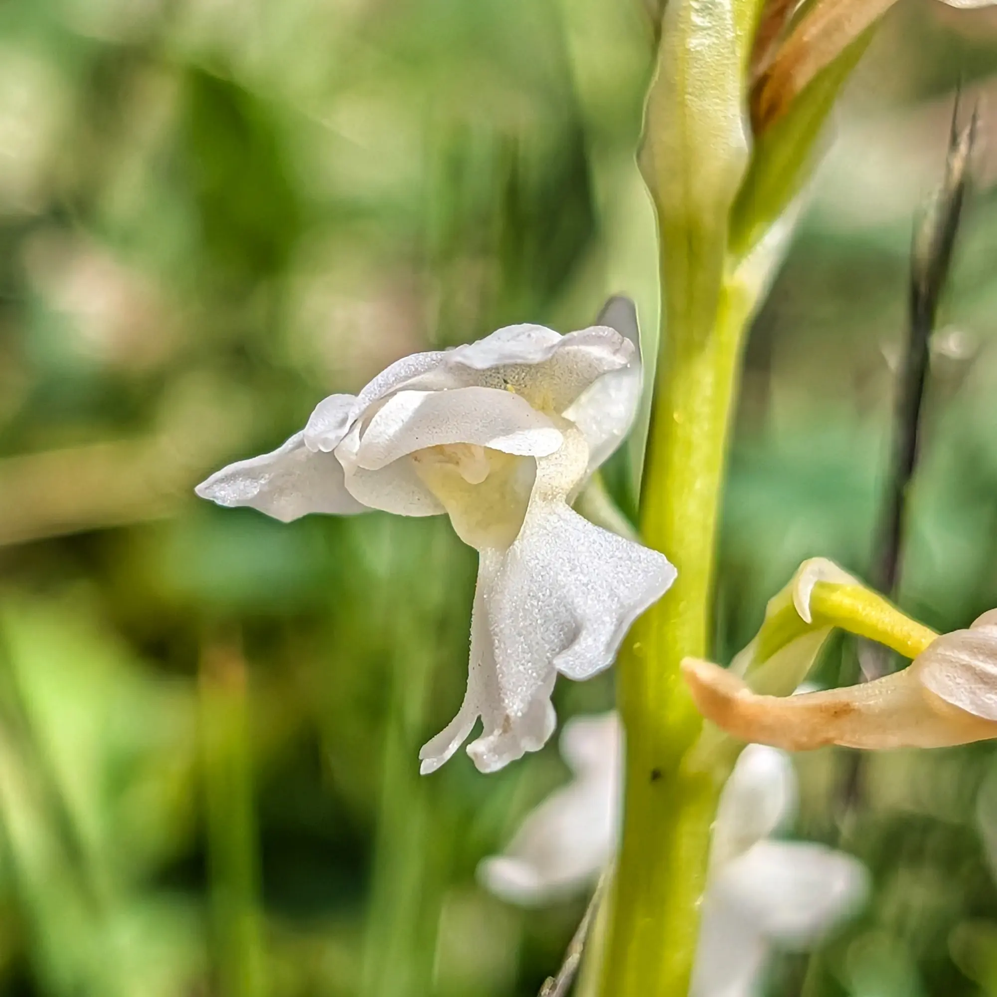 Variant hipocromàtica blanca d'Orchis mascula (Orquis mascle) observada florint prop dels impressionants Ibones de Barbarisa. Primer pla d'una flor d'Orchis mascula hipocromàtica blanca amb tija verda sobre un fons verd borrós.
