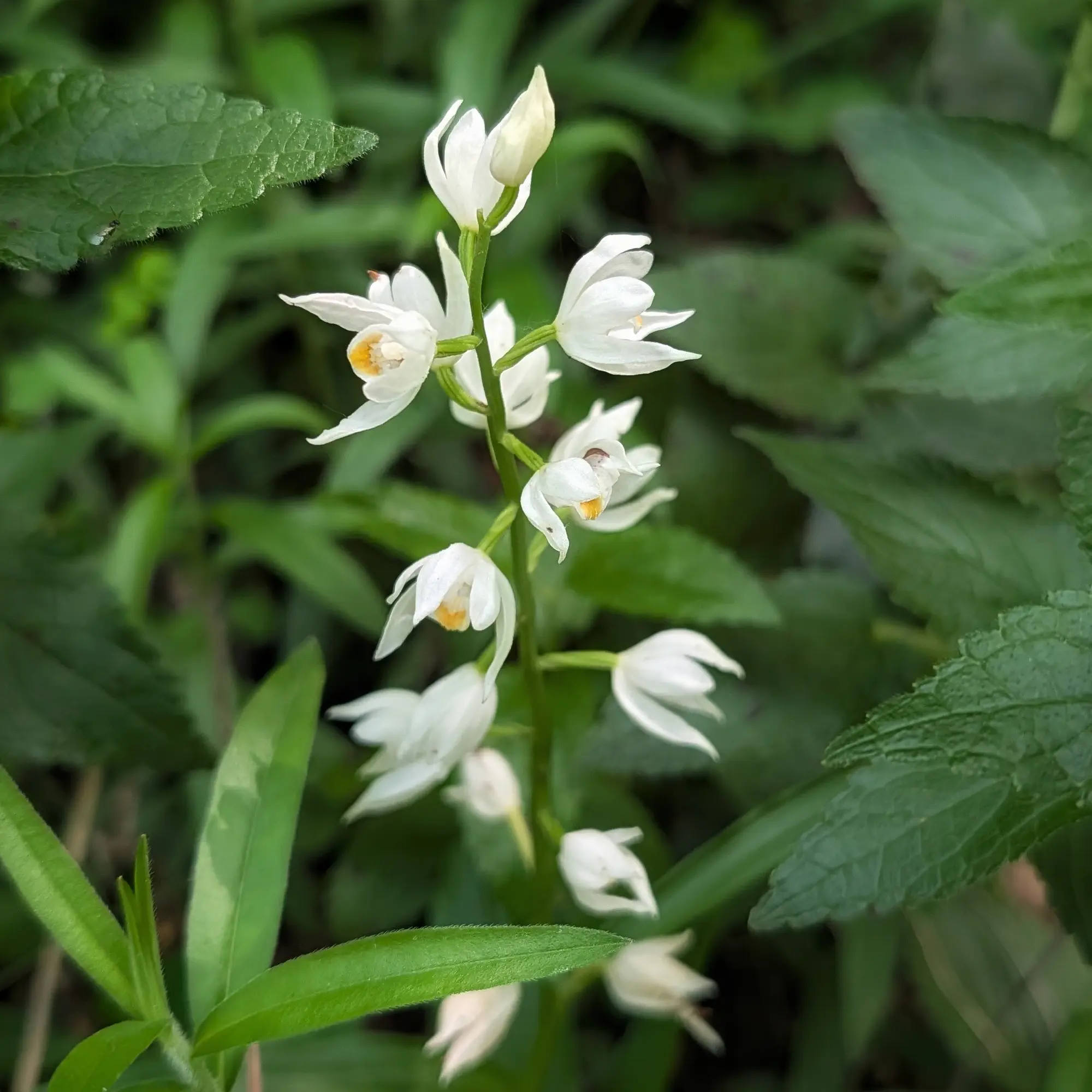 Cephalanthera longifolia fotografiada en plena floració durant la ruta Puig de les Àligues, Salt del Molí i Bellmunt des de Vidrà. Primer pla de flors blanques de Cephalanthera longifolia amb centre groc sobre tija verda i fulles.