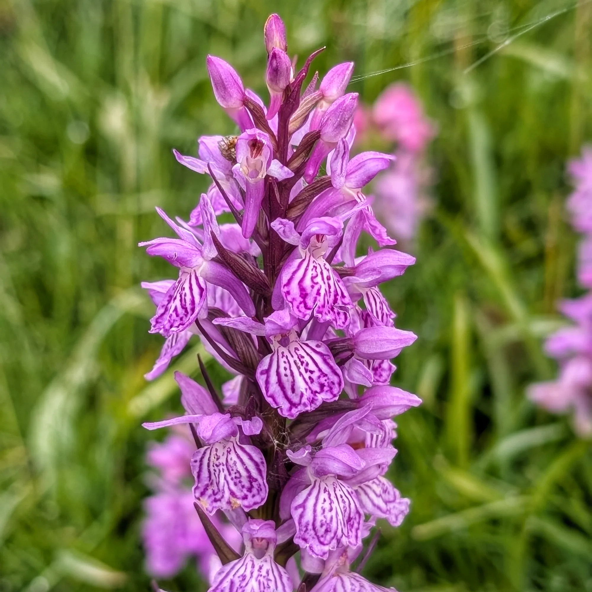 Dactylorhiza Maculata del Casamanya Dactylorhiza Maculata del Casamanya