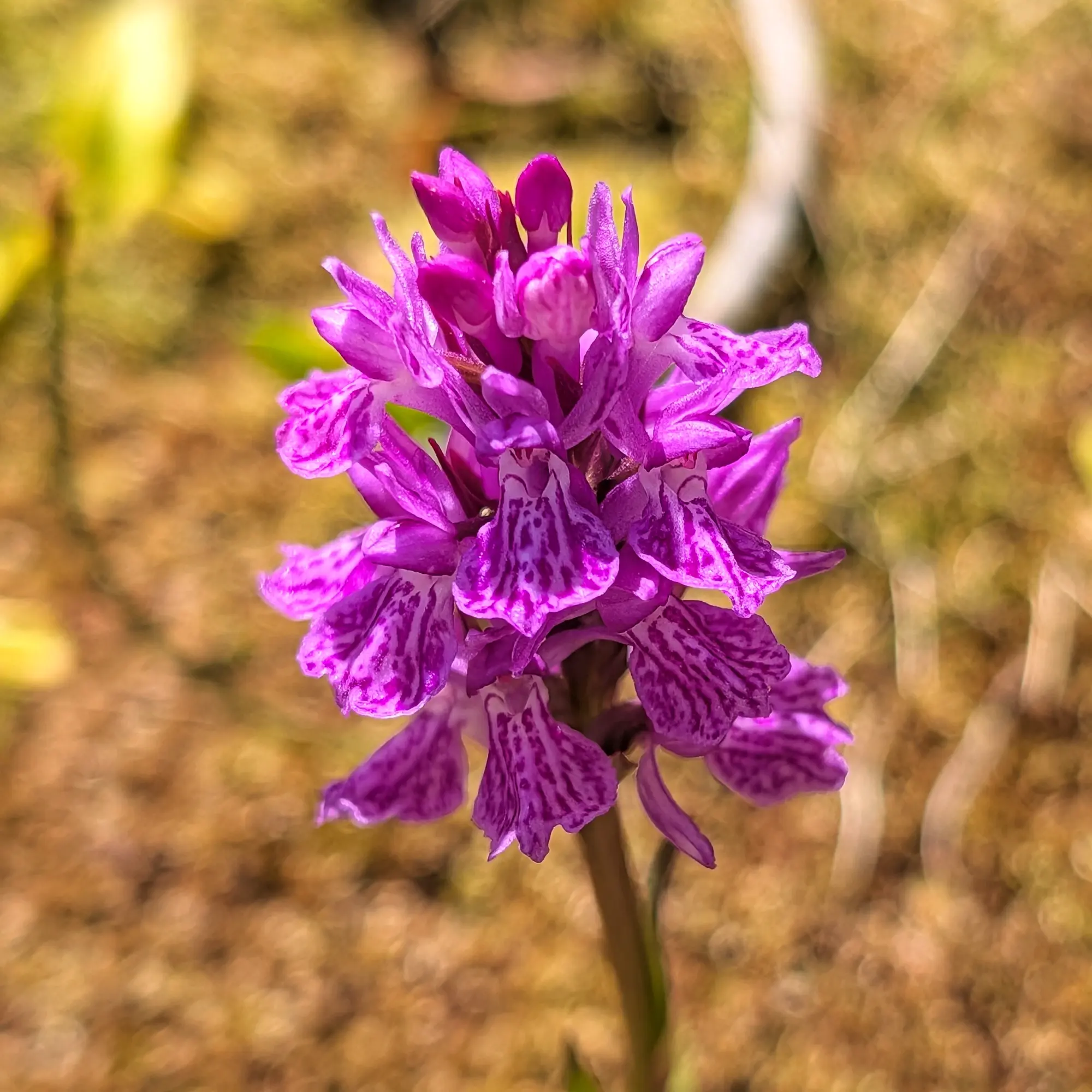 Una Dactylorhiza maculata, orquídia tacada, en plena floració, trobada durant la travessa de Carros de Foc als Pirineus. Un espectacle natural vibrant. Orquídia Dactylorhiza maculata amb flors violetes tacades i pètals punxeguts, sobre fons borrós de tons terrosos.