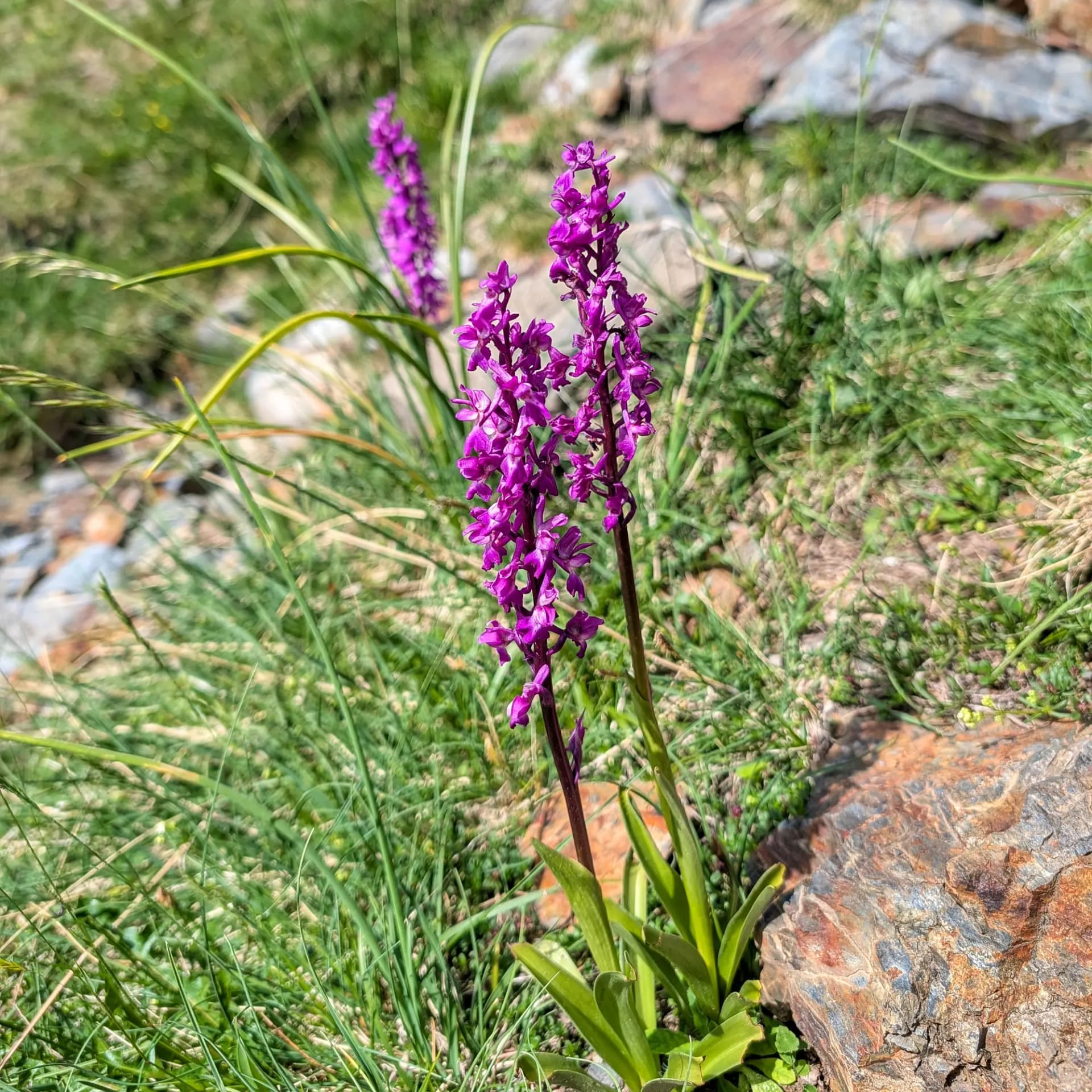 Una orquídia Orchis mascula florint a prop dels impressionants ibones de Barbarisa. Un bell exemple de la flora de muntanya. Una orquídia Orchis mascula en flor en el seu hàbitat natural.