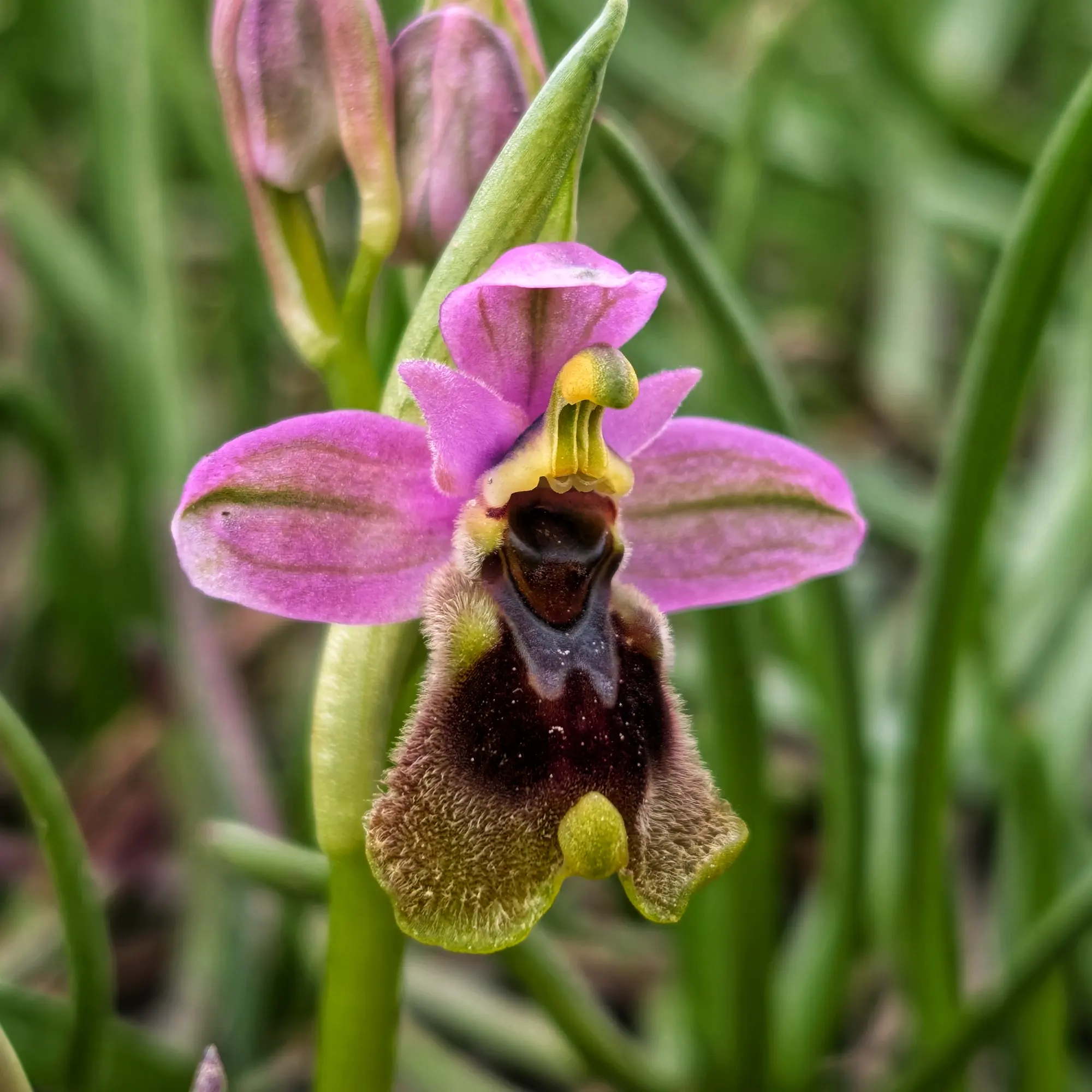 Primer plano de una Orquídea avispa (Ophrys tenthredinifera), mostrando sus característicos pétalos rosas y un labelo peludo marrón oscuro y verde. Fotografía tomada en el Alt Empordà. Primer plano de una Orquídea avispa (Ophrys tenthredinifera) con pétalos rosados y labelo marrón oscuro y peludo.